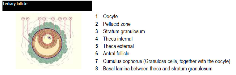 Tertiary follicle